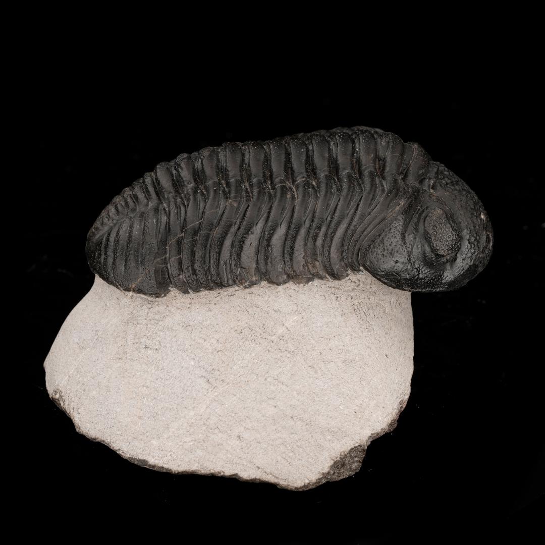 Drotops Megalomaniacus Trilobite Fossil From Morocco // 264 Grams In Excellent Condition For Sale In New York, NY