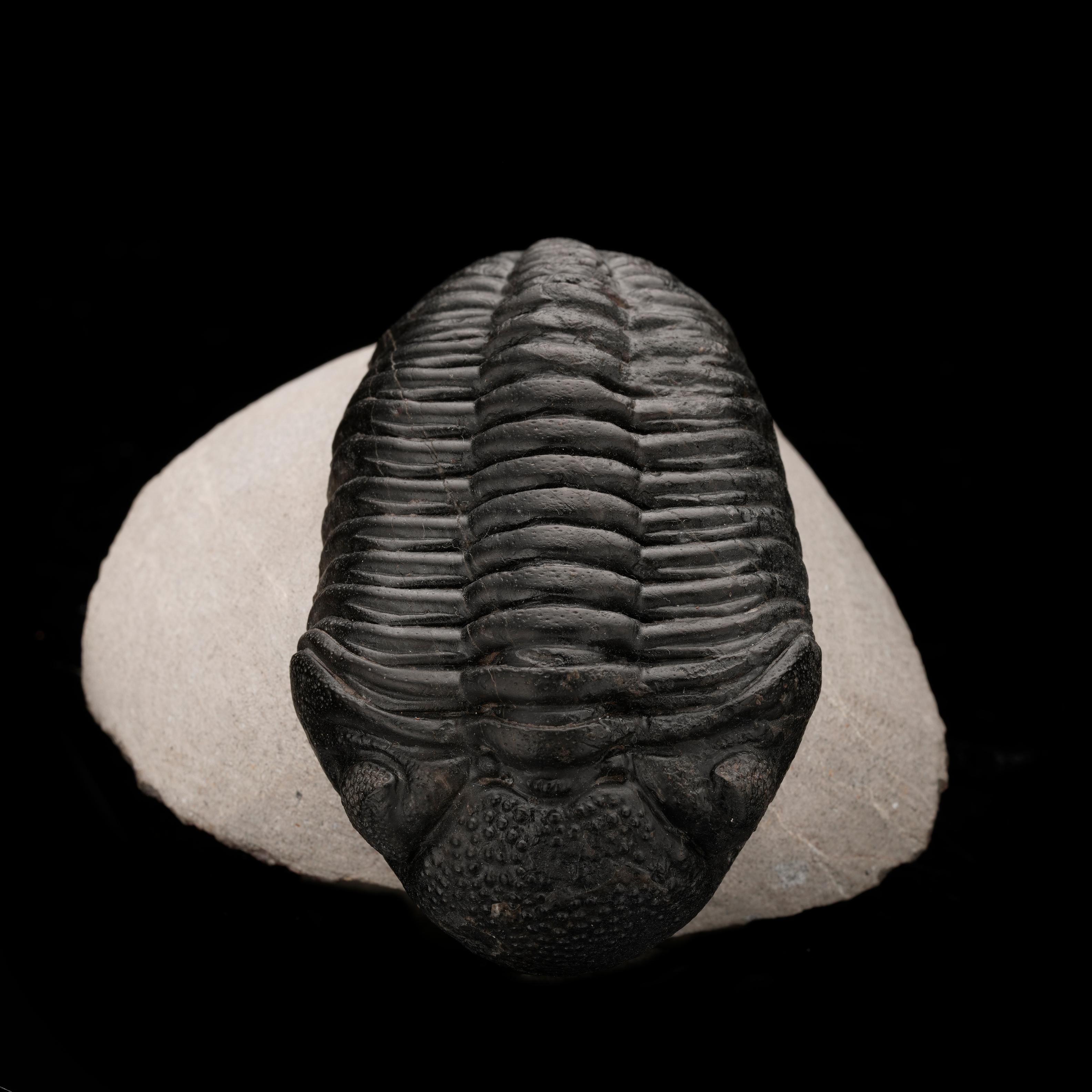 18th Century and Earlier Drotops Megalomaniacus Trilobite Fossil From Morocco // 264 Grams For Sale