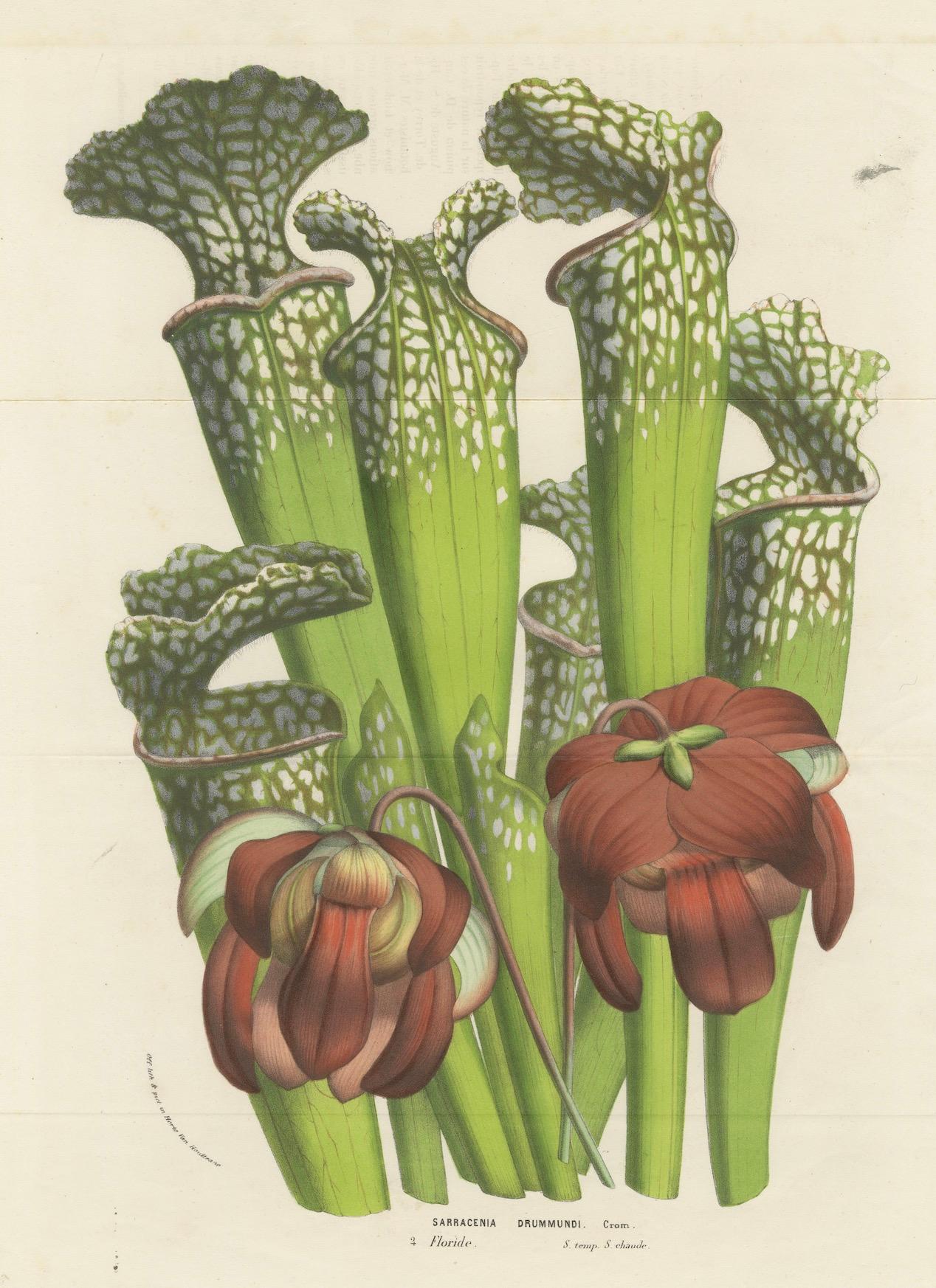 This hand-colored lithograph illustrates *Sarracenia drummondii*, commonly known as Drummond's Pitcher Plant, and is part of Louis van Houtte’s *Flore des Serres et des Jardins de l'Europe*, published between 1854 and 1855.

The *Sarracenia* genus