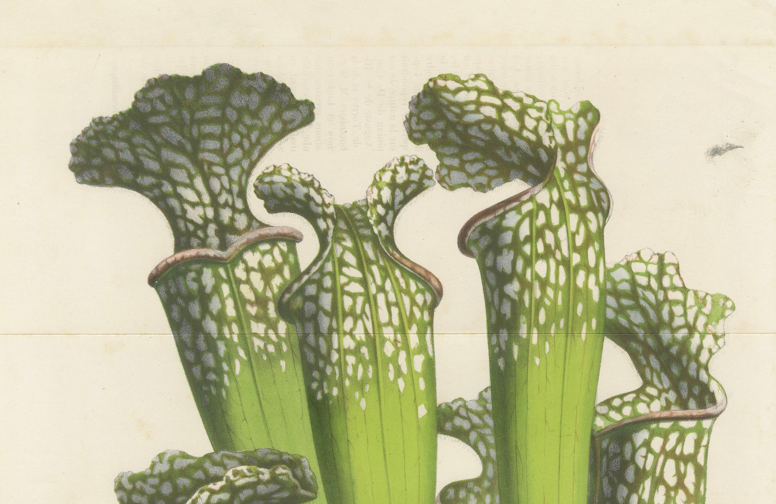 Drummond's Pitcher Plant: Hand-Colored Lithograph by Louis van Houtte, 1855 In Good Condition For Sale In Langweer, NL