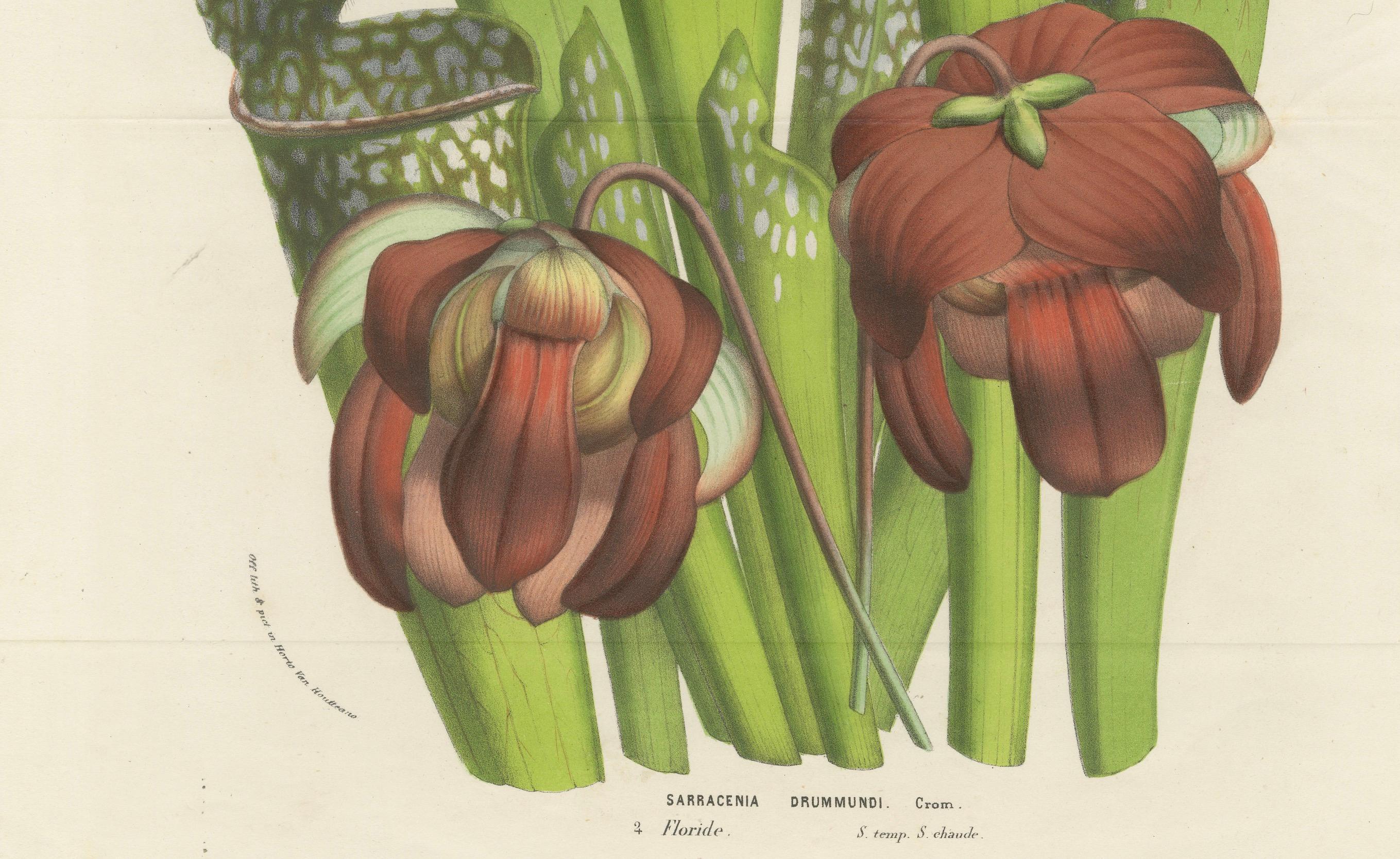 Mid-19th Century Drummond's Pitcher Plant: Hand-Colored Lithograph by Louis van Houtte, 1855 For Sale