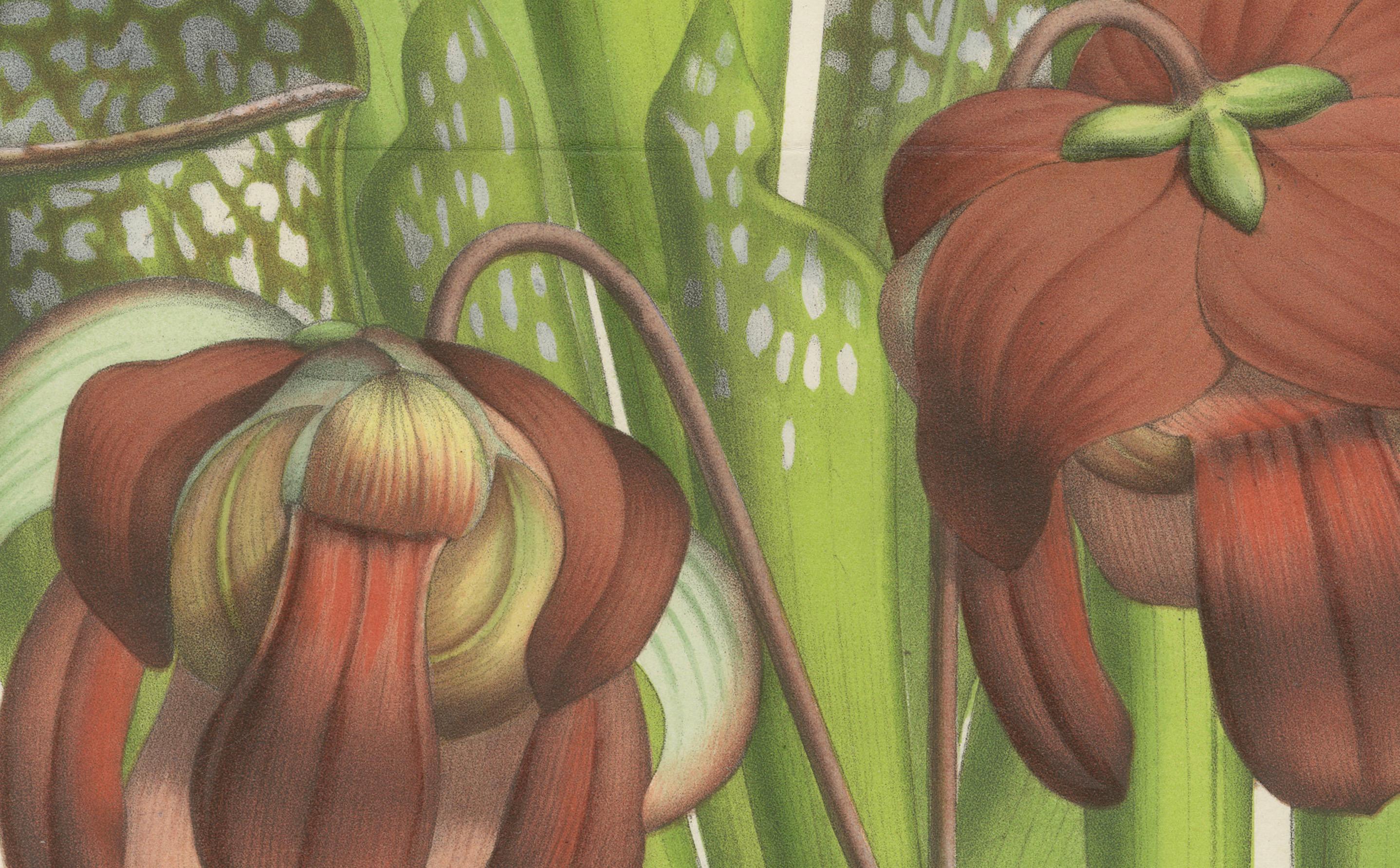 Paper Drummond's Pitcher Plant: Hand-Colored Lithograph by Louis van Houtte, 1855 For Sale