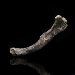 Rare Dryosaurus altus Dinosaur Femur Fossil - 150 Million Yrs Old Jurassic Bone