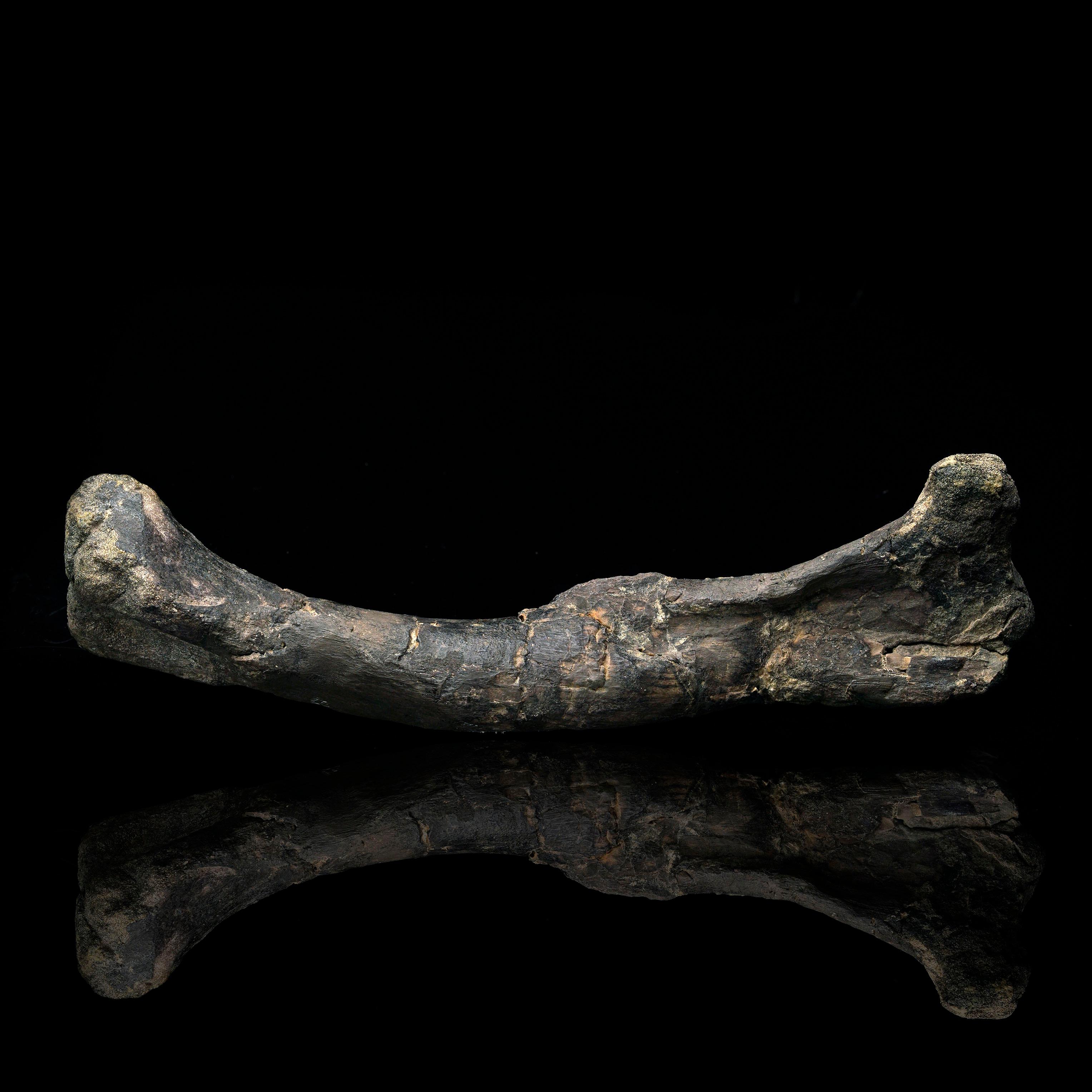 Fósil de fémur de dinosaurio Dryosaurus Altus // 150 millones de años de antigüedad Estadounidense en venta