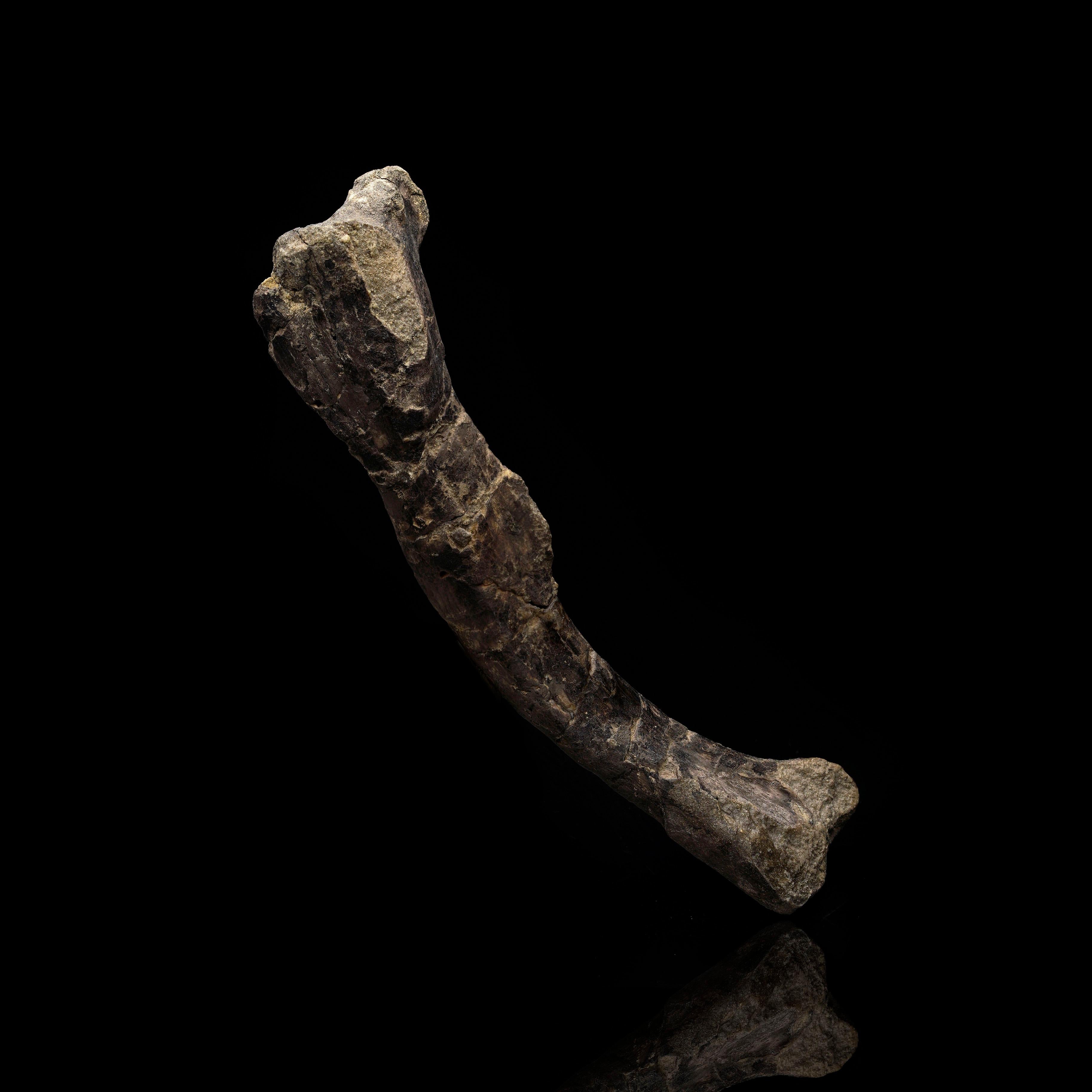 Fósil de fémur de dinosaurio Dryosaurus Altus // 150 millones de años de antigüedad en Excelente estado para la venta en New York, NY