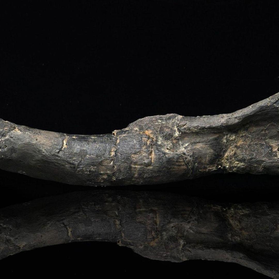 Dryosaurus Altus Dinosaur Femur Fossil // 150 Million Years Old For Sale 1