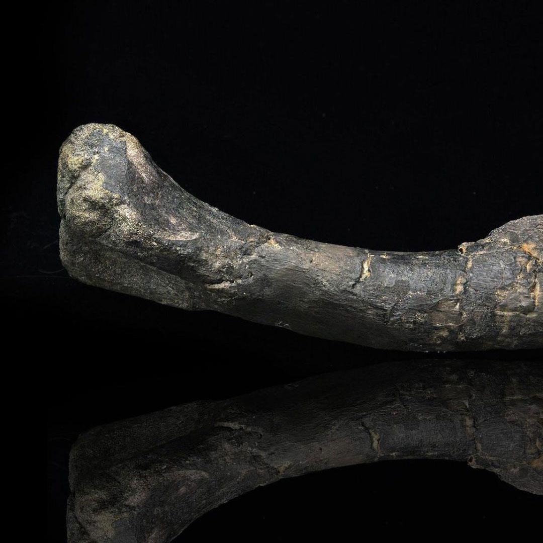 Dryosaurus Altus Dinosaur Femur Fossil // 150 Million Years Old For Sale 2