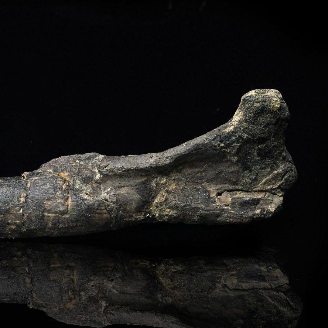 Dryosaurus Altus Dinosaur Femur Fossil // 150 Million Years Old For Sale 3