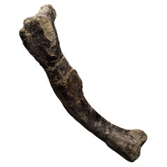 Fósil de fémur de dinosaurio Dryosaurus Altus // 150 millones de años de antigüedad