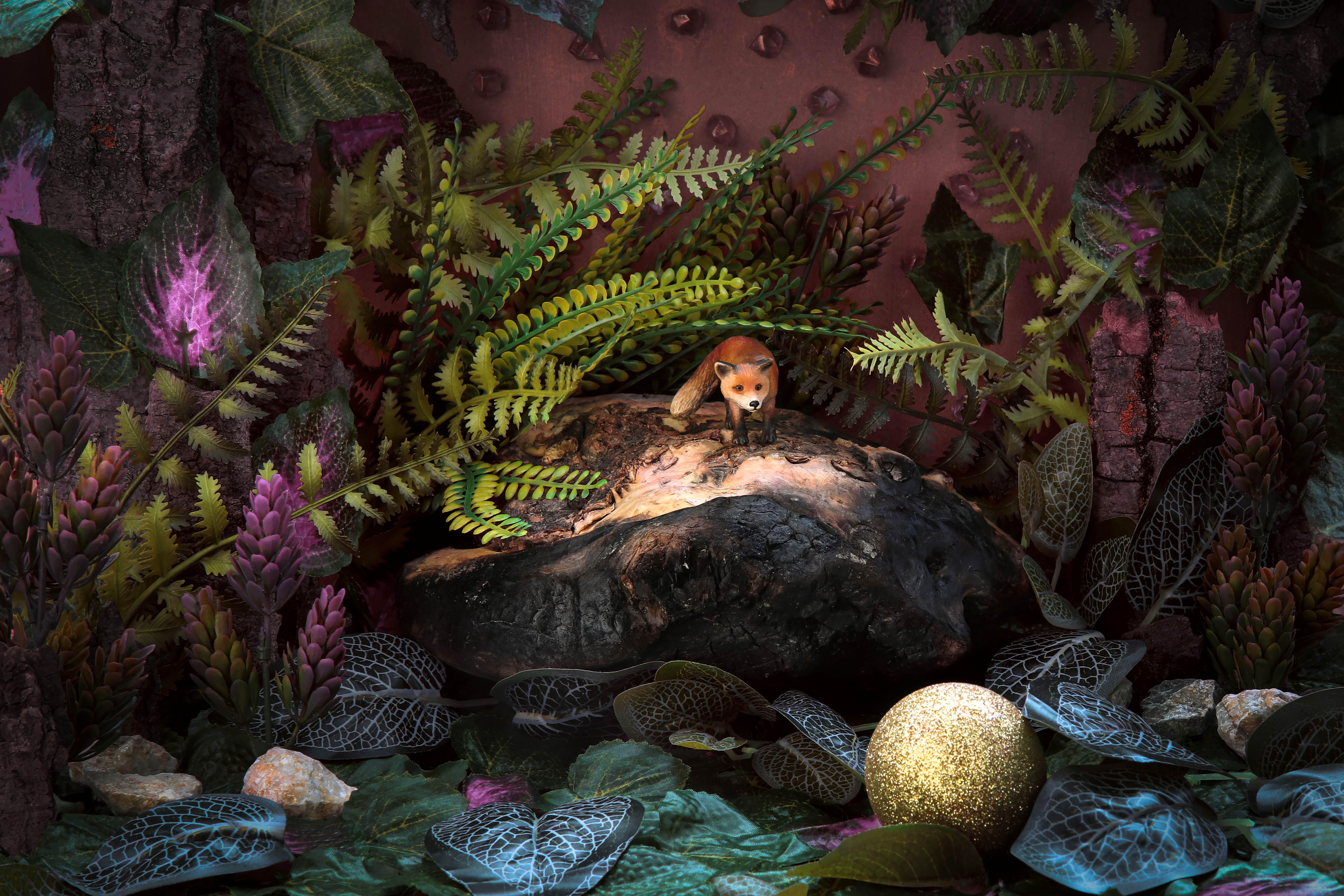 A Fox. Limited edition color photograph