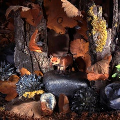 A Fox on a Rock. Limited edition color photograph
