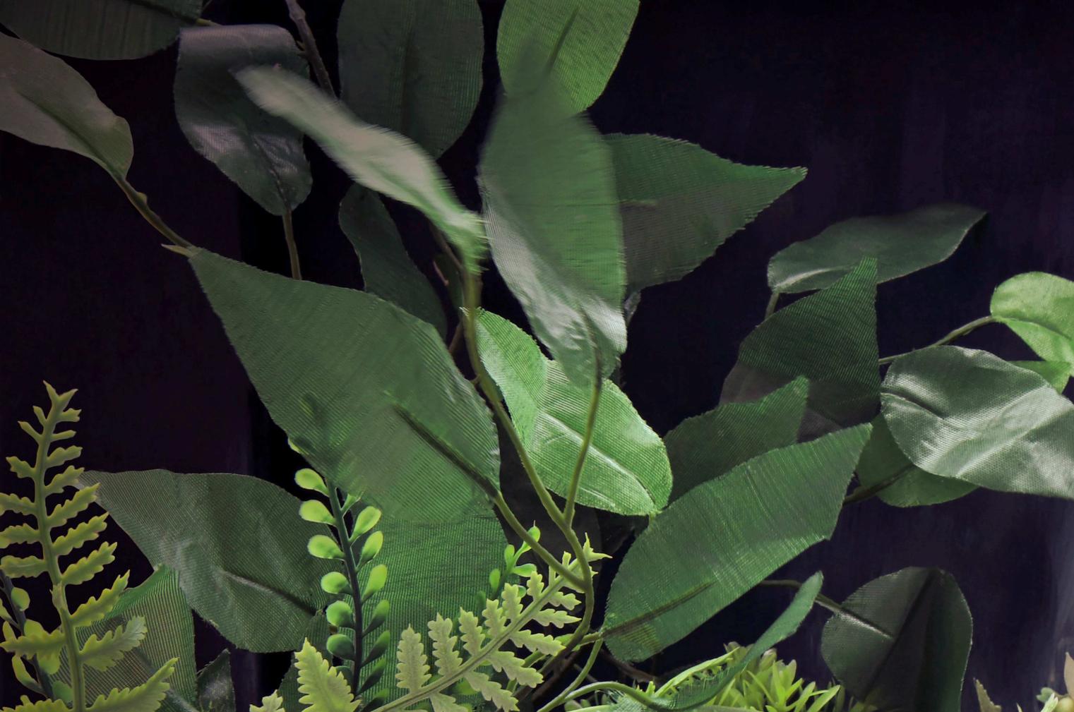 Un mapache. Fotografía en color de edición limitada - Photograph de Dubravka Lazic