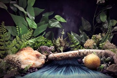 A Raccoon. Limited edition color photograph