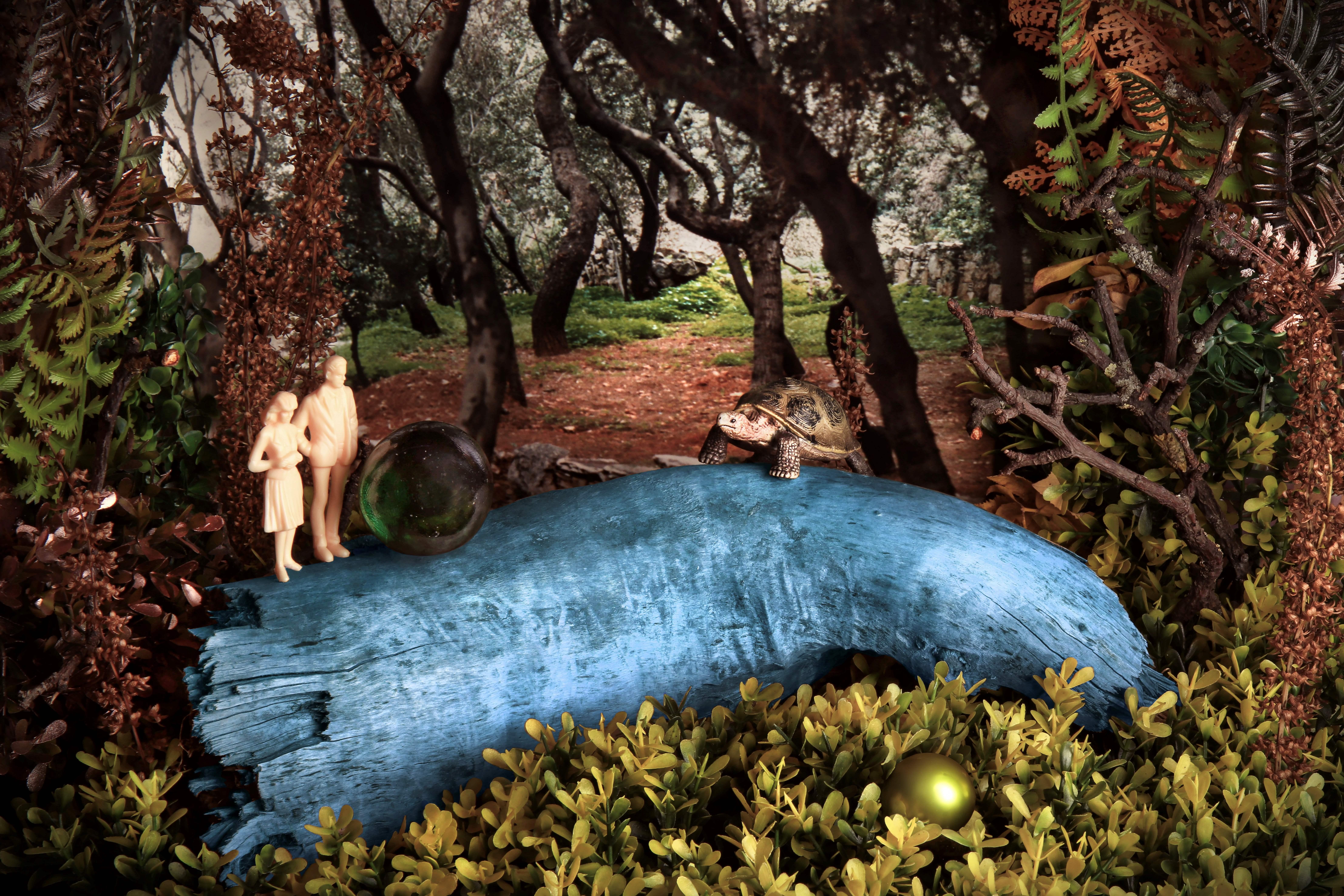 A Tortoise. Limited edition color photograph