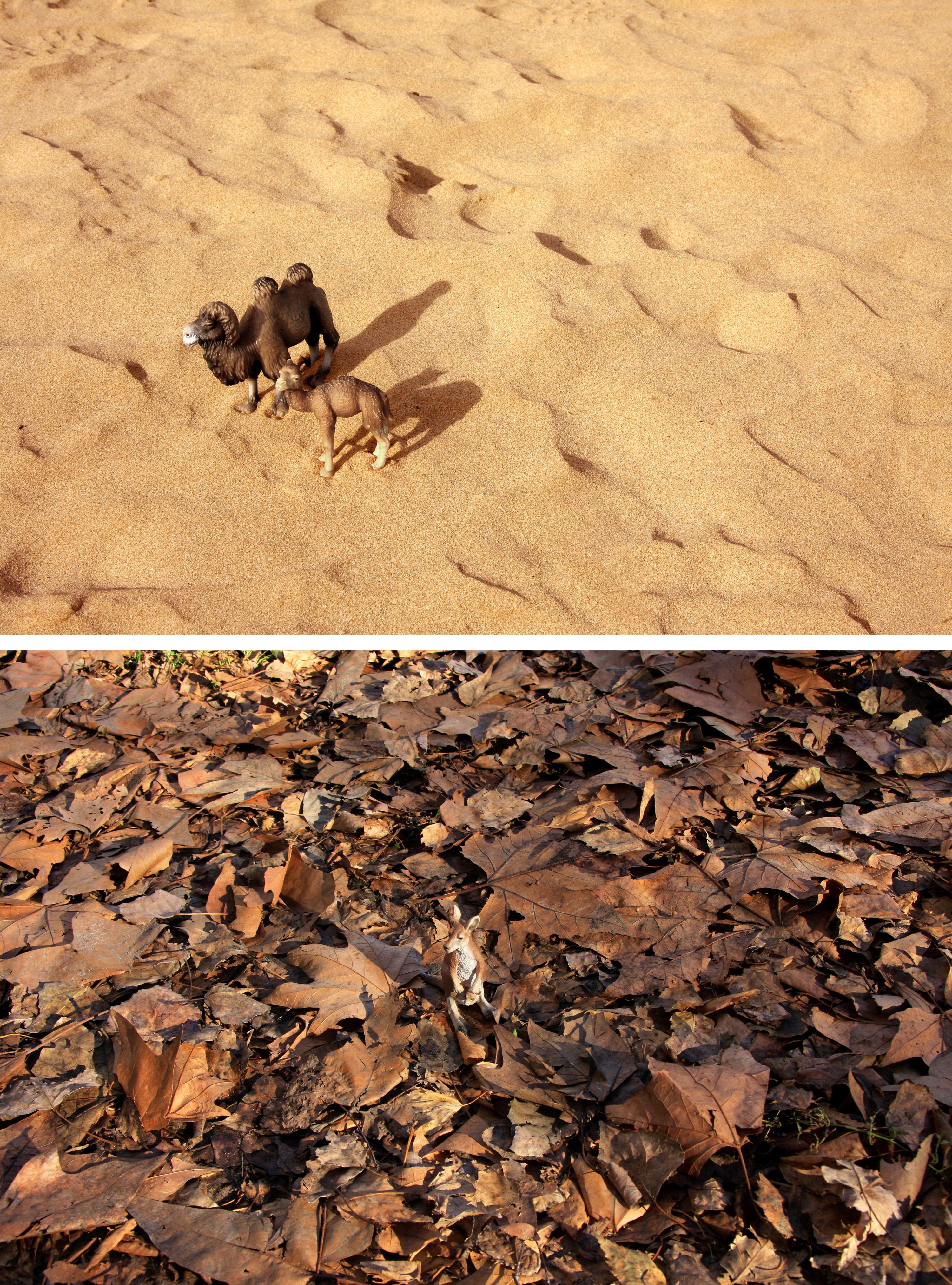 Dubravka Lazic Color Photograph - Desert Games. From LenkPlay Series. Limited edition color photograph