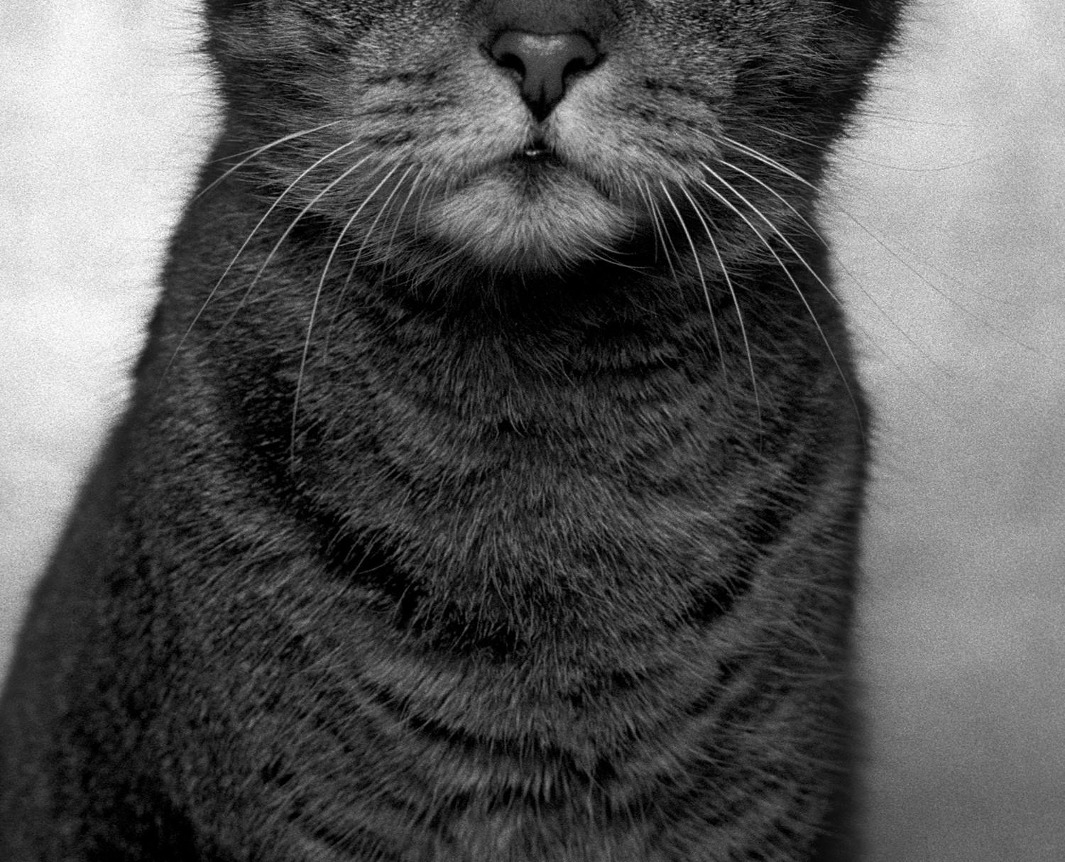  Dans cette première série photographique, Dubravka Lazić tourne son objectif vers un sujet rarement traité avec une dignité aussi tranquille : les chats domestiques. Réalisés en 2005, ces portraits imitent les conventions formelles de la