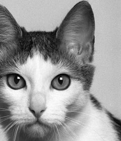 ID nº 11 Los confundidos. Fotografía de edición limitada