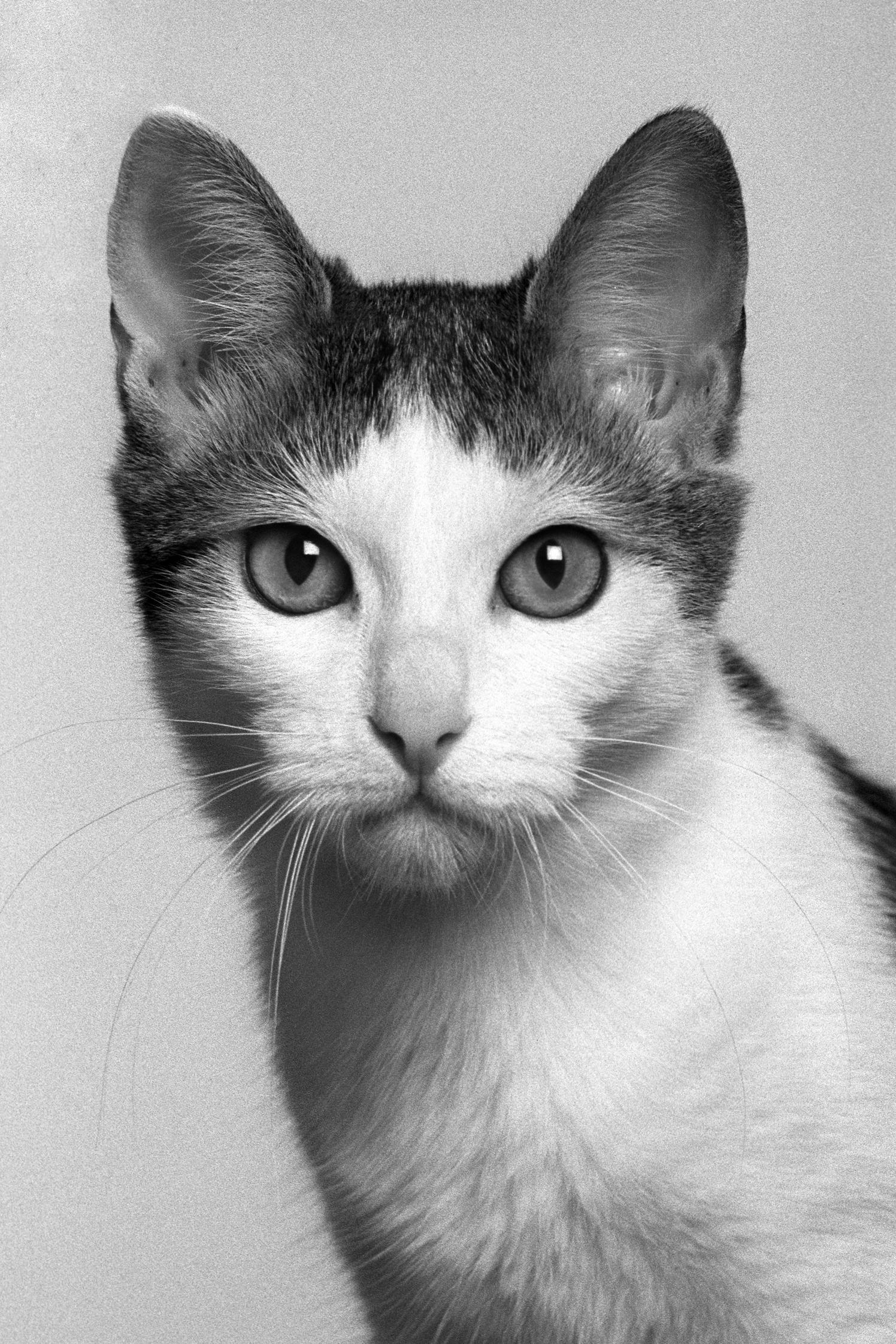 ID No. 11 The Confused. Limited edition photograph