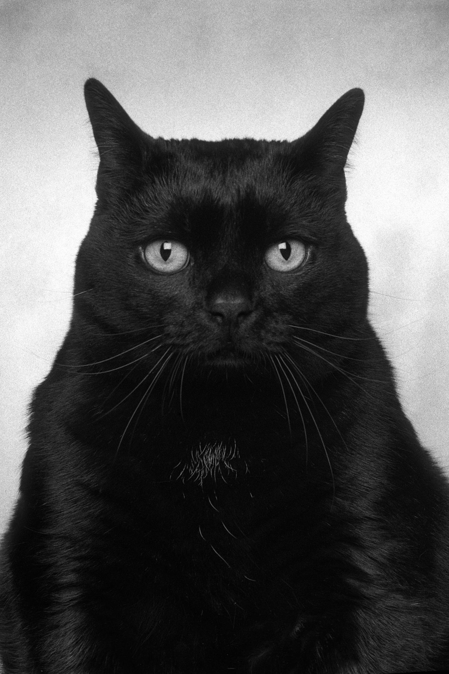 ID No. 12 The Goodhearted. Limited edition photograph