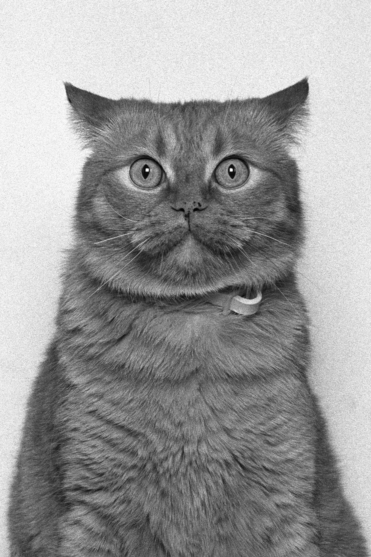 ID No. 13 The Startled. Limited edition photograph