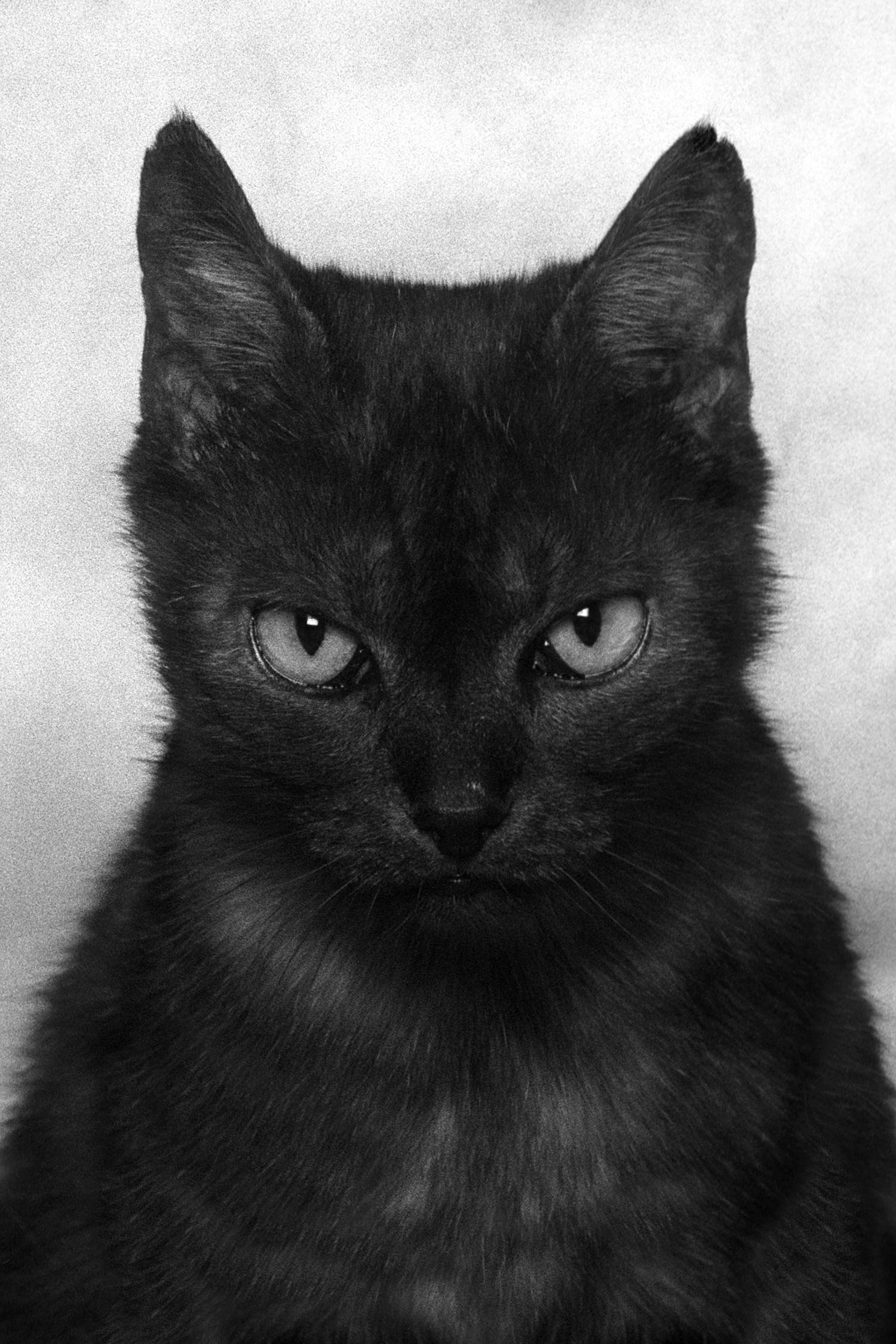 Black and White Photograph Dubravka Lazic - ID No. 14 Le Furieux. Photographie en édition limitée