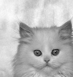 ID nº 15 El Elegante. Fotografía de edición limitada