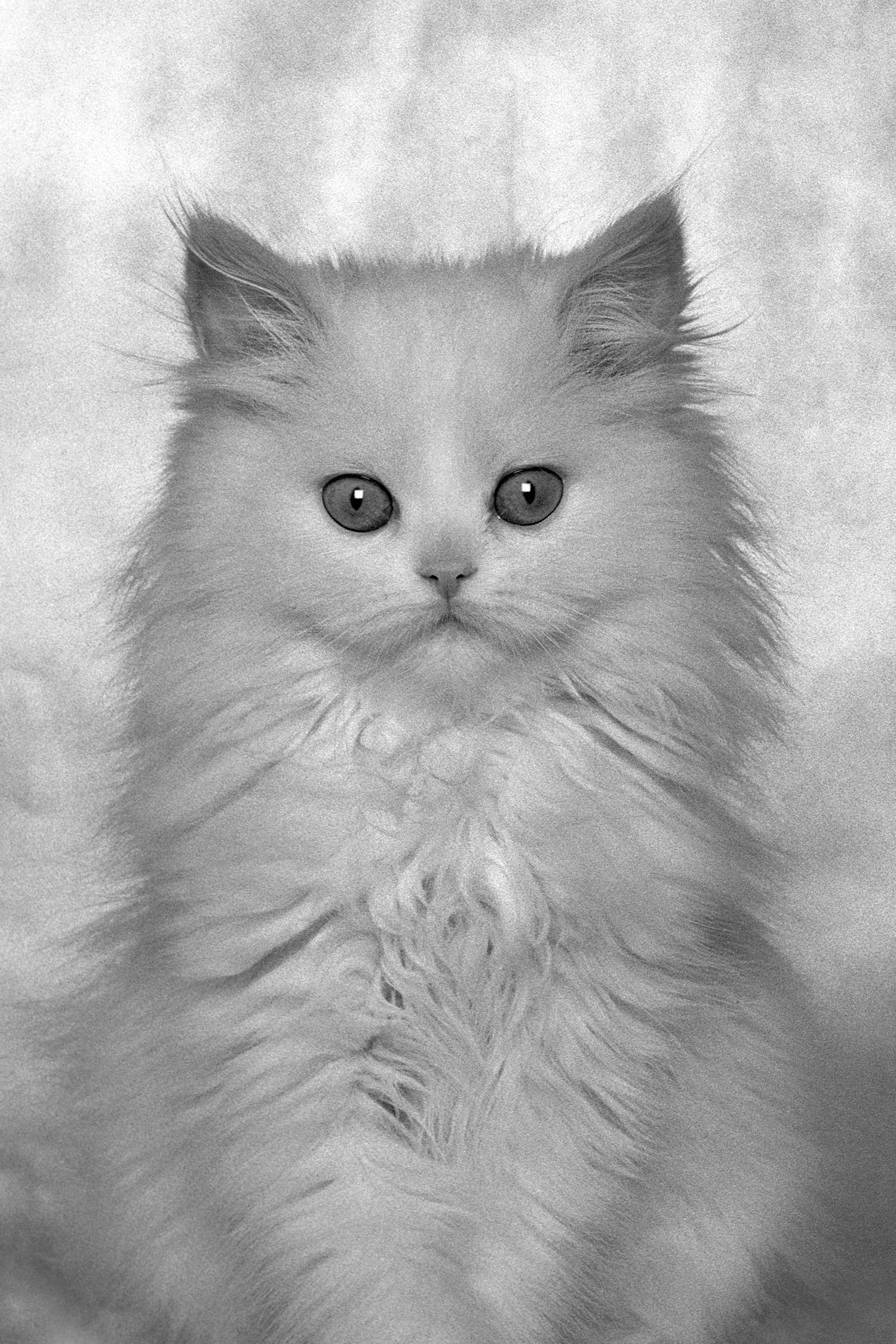 Dubravka Lazic Black and White Photograph – ID No. 15 The Elegant. Limited edition photograph