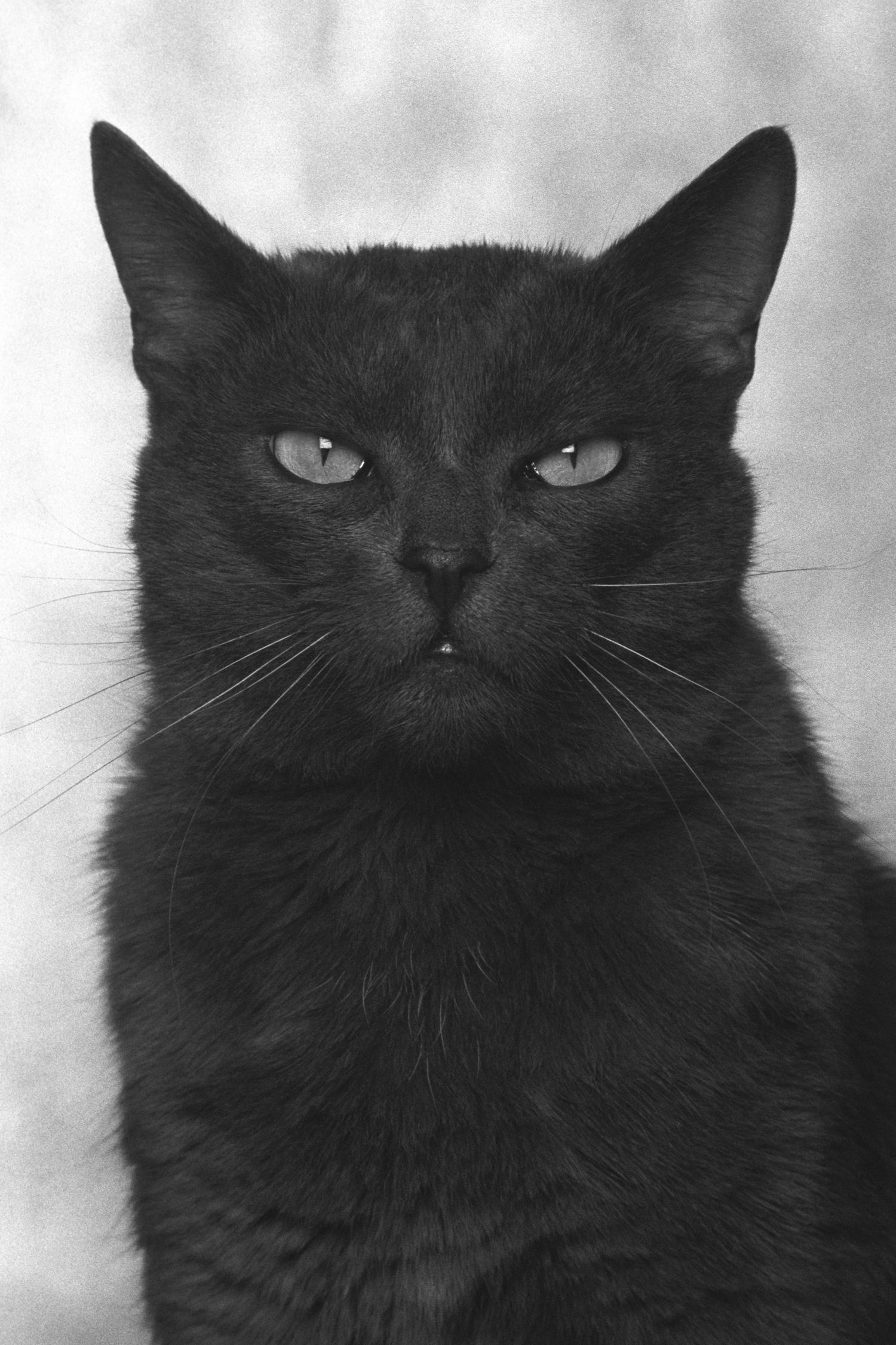 ID No. 16 The Watchful. Limited edition photograph