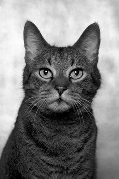 ID No. 17, 1, 3, 4, 7, 13, 15, 12 and 8. Limited edition photograph