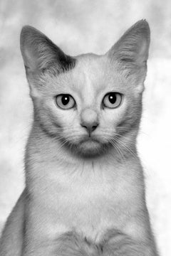 ID No. 17, 10, 12 and 2. Limited edition photograph