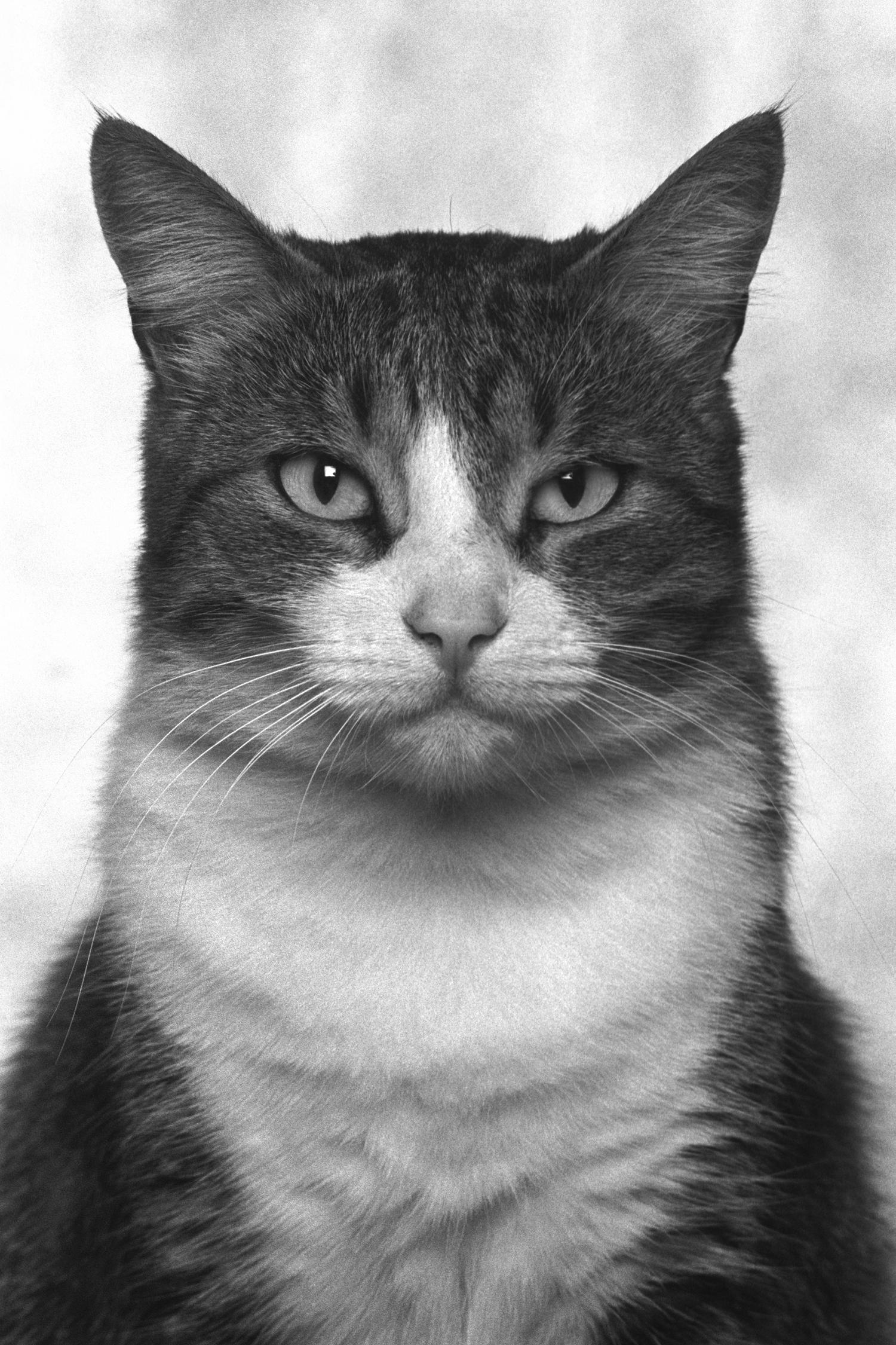 ID No. 17 The Refined. Limited edition photograph