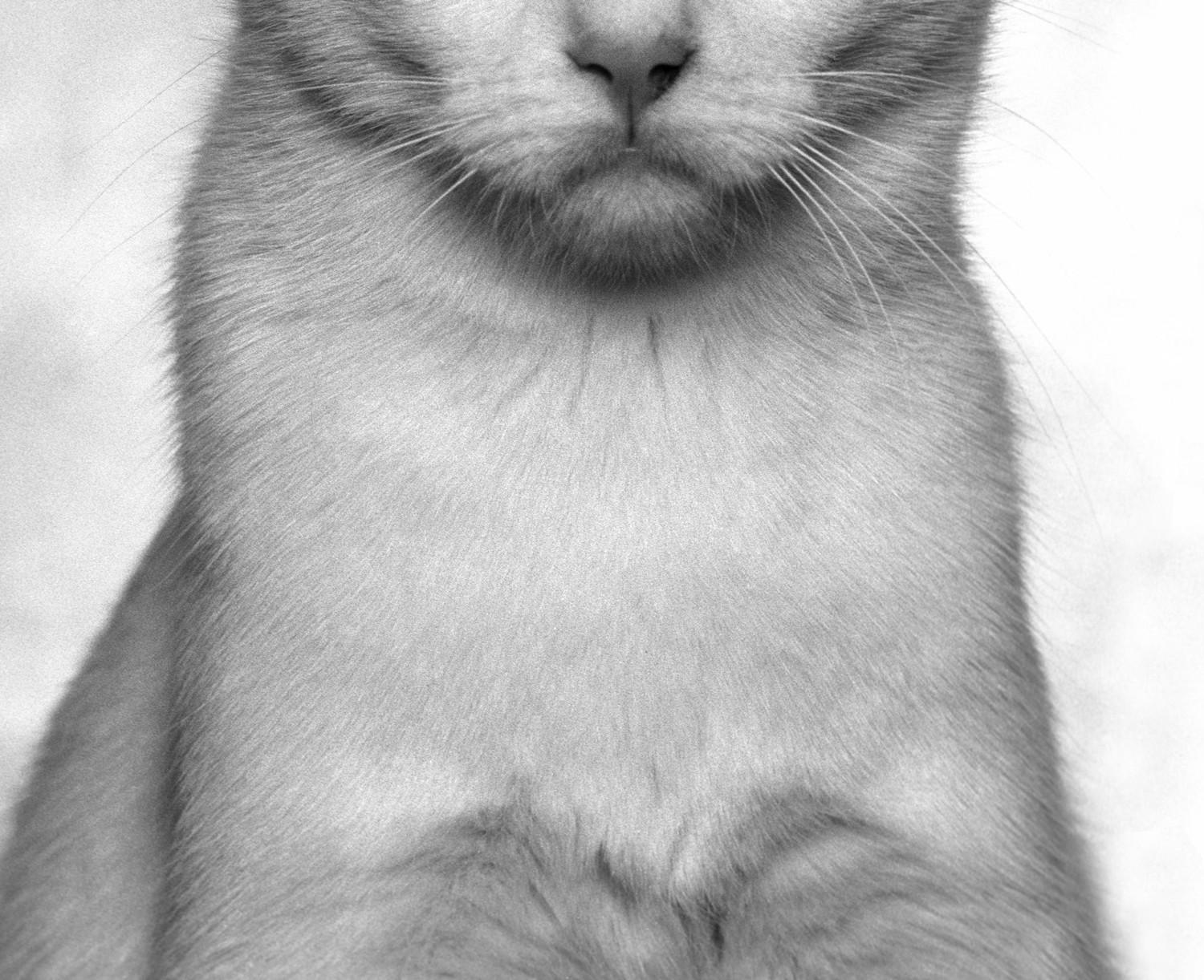  Dans cette première série photographique, Dubravka Lazić tourne son objectif vers un sujet rarement traité avec une dignité aussi tranquille : les chats domestiques. Réalisés en 2005, ces portraits imitent les conventions formelles de la
