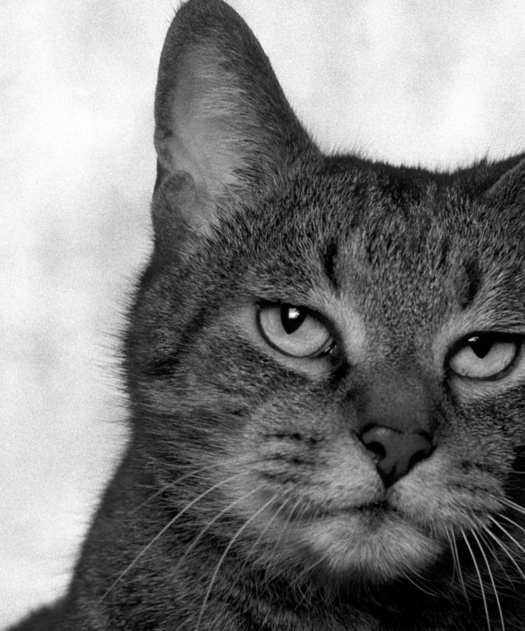 ID Nr. 4 Der Zuversichtliche. Limitierte Auflage eines Fotos – Photograph von Dubravka Lazic