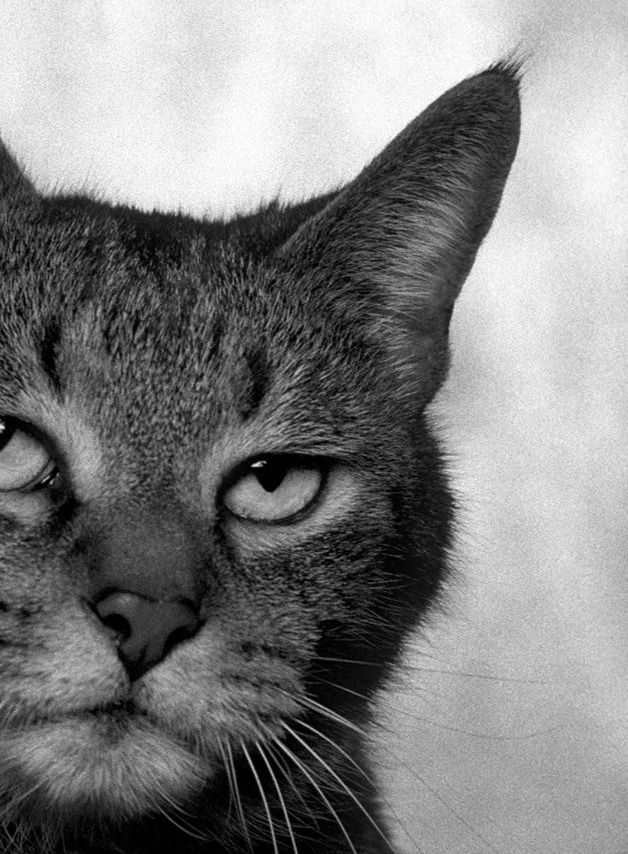 ID Nr. 4 Der Zuversichtliche. Limitierte Auflage eines Fotos (Abstrakt), Photograph, von Dubravka Lazic