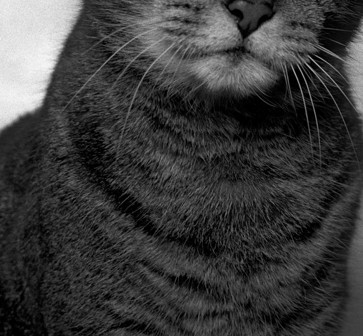 ID Nr. 4 Der Zuversichtliche. Limitierte Auflage eines Fotos (Schwarz), Portrait Photograph, von Dubravka Lazic