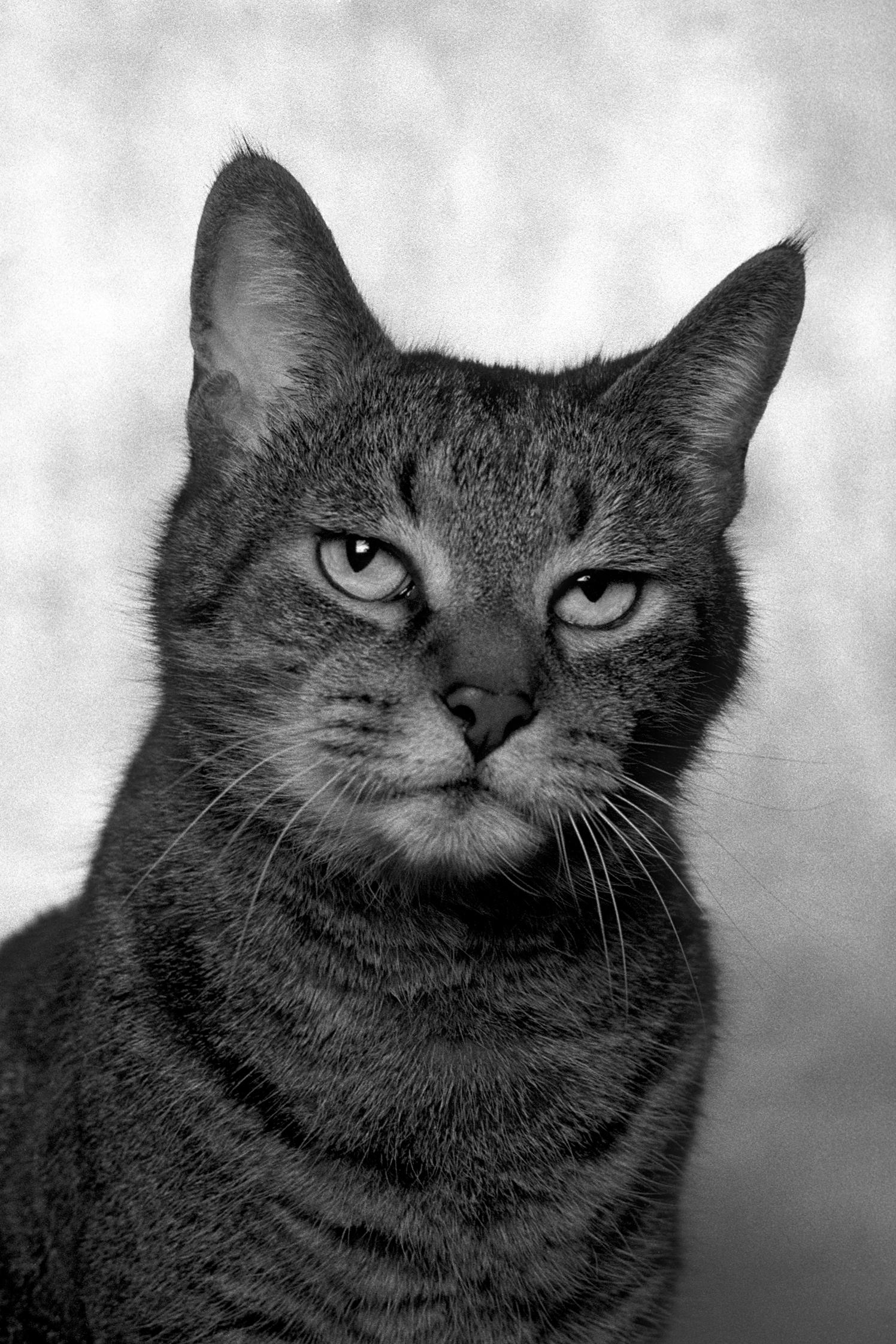 ID No. 4 Le confiant. Photographie en édition limitée