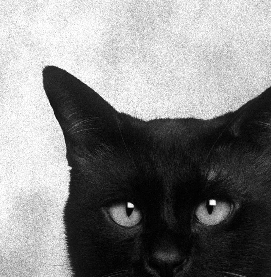 ID No. 5 Les naïfs. Photographie en édition limitée - Noir Portrait Photograph par Dubravka Lazic