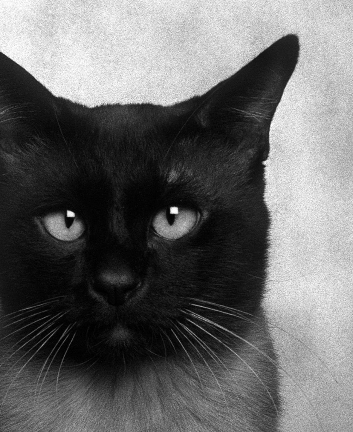  Dans cette première série photographique, Dubravka Lazić tourne son objectif vers un sujet rarement traité avec une dignité aussi tranquille : les chats domestiques. Réalisés en 2005, ces portraits imitent les conventions formelles de la