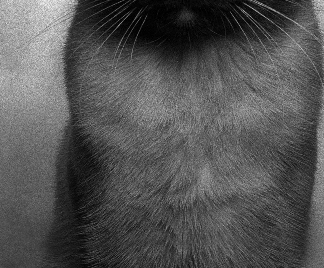 ID No. 5 Les naïfs. Photographie en édition limitée en vente 1