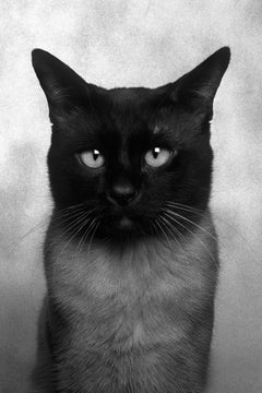 ID No. 5 The Naive. Limited edition photograph