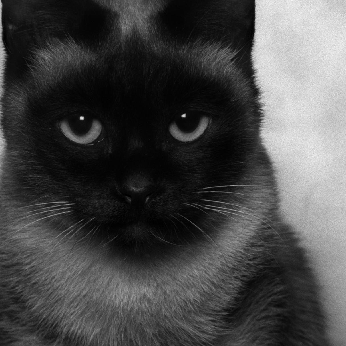 ID n. 6 Il malinconico. Fotografia in edizione limitata - Photograph di Dubravka Lazic