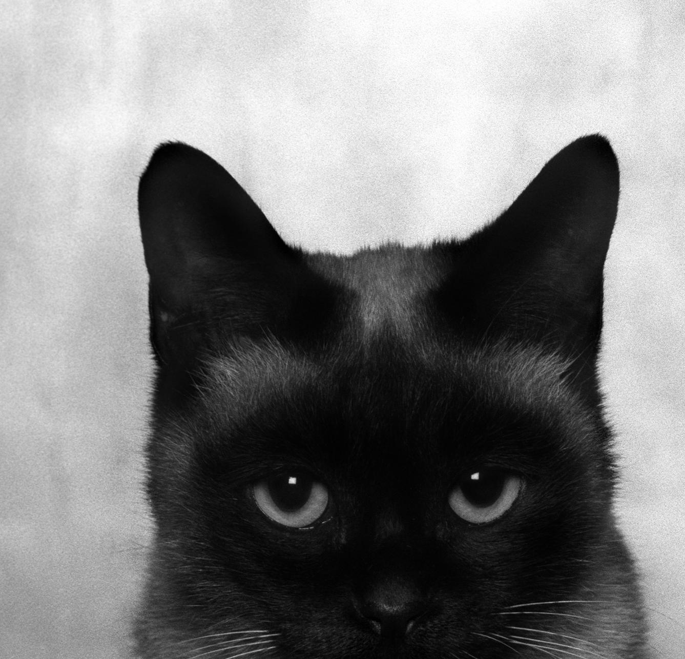 ID n. 6 Il malinconico. Fotografia in edizione limitata - Photograph Astratto di Dubravka Lazic