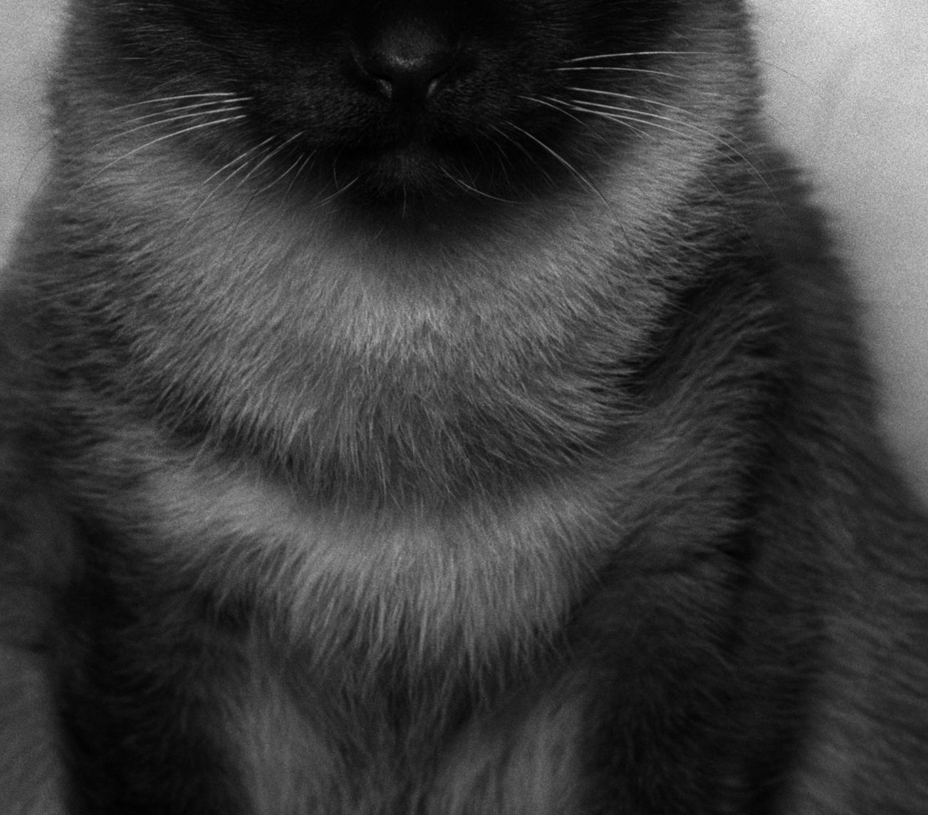 ID n. 6 Il malinconico. Fotografia in edizione limitata - Portrait Photograph Nero di Dubravka Lazic