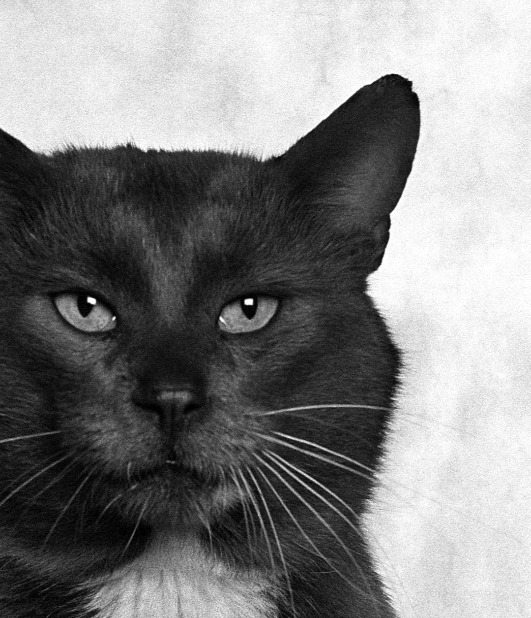 ID n. 7 Il malinconico. Fotografia in edizione limitata - Photograph di Dubravka Lazic