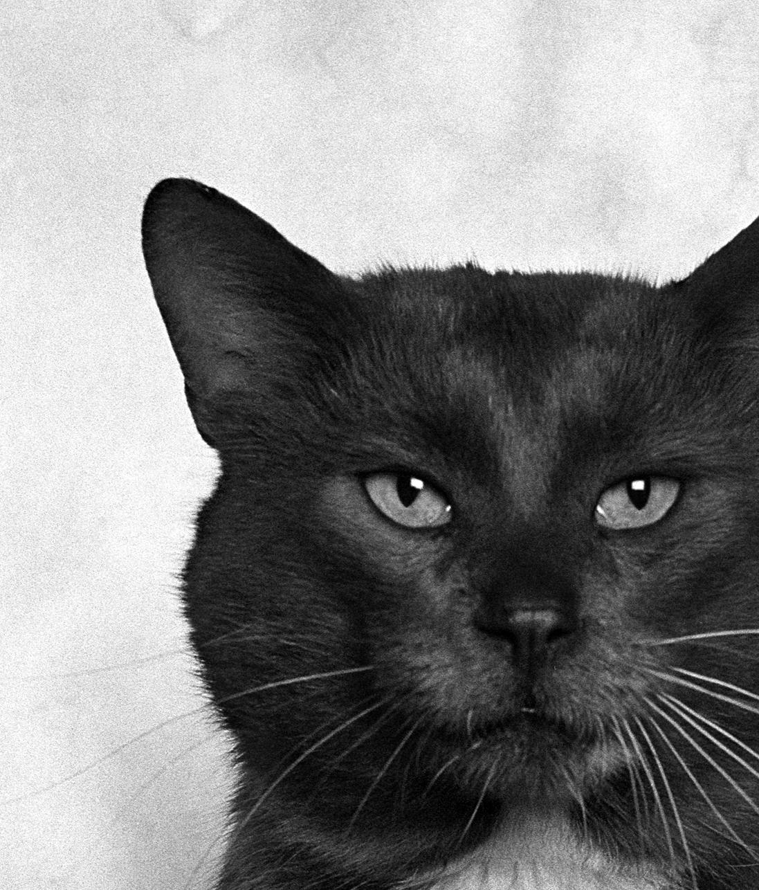 ID n. 7 Il malinconico. Fotografia in edizione limitata - Photograph Astratto di Dubravka Lazic