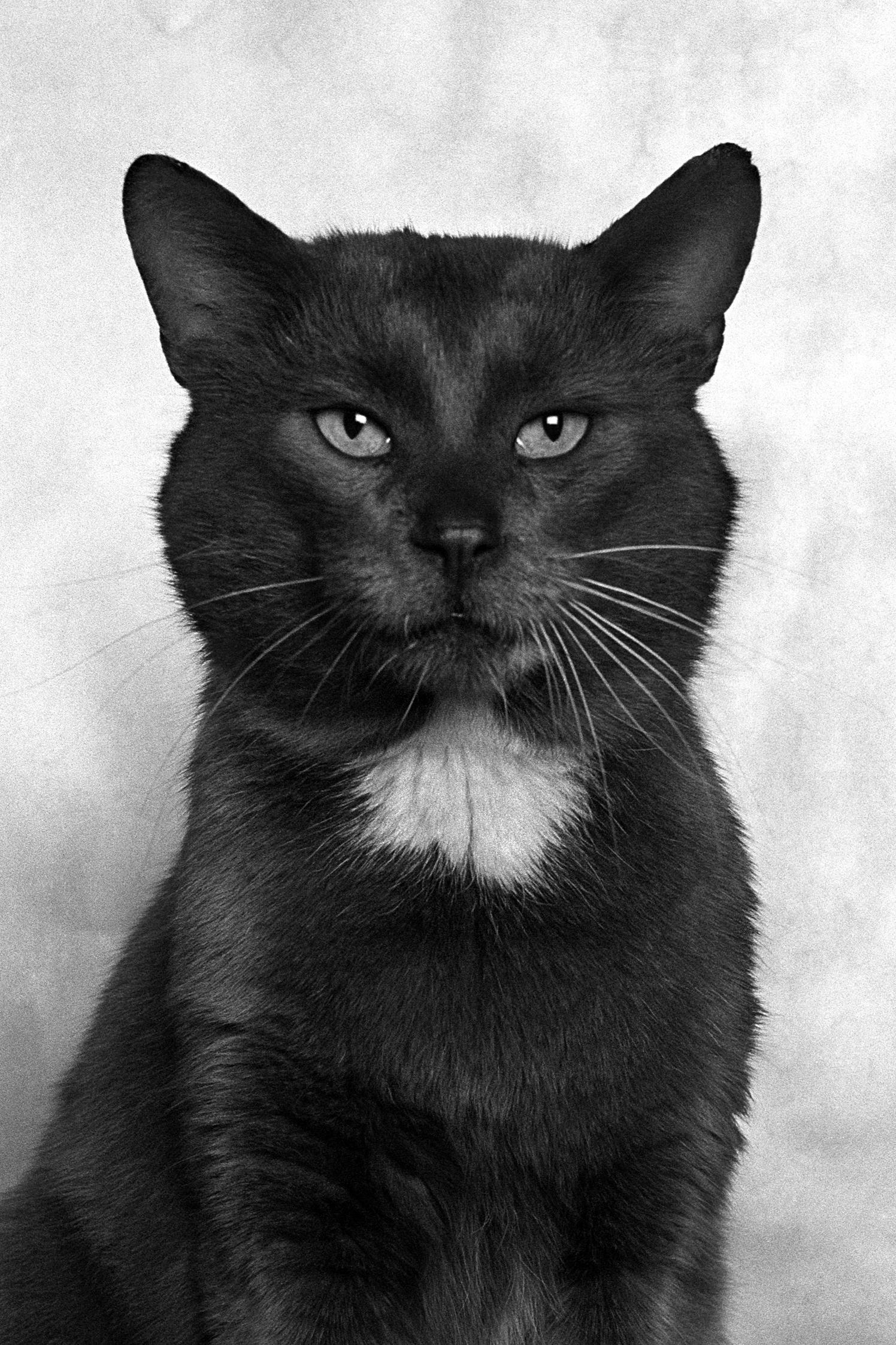 ID No. 7 Le mélancolique. Photographie en édition limitée