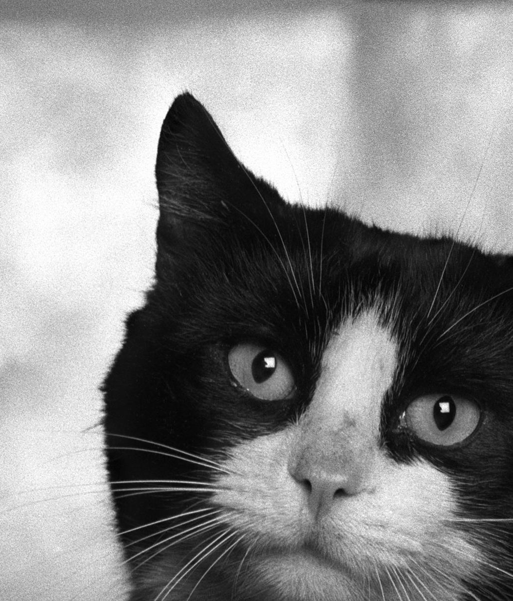 ID n. 8 Il malinconico. Fotografia in edizione limitata - Photograph Astratto di Dubravka Lazic