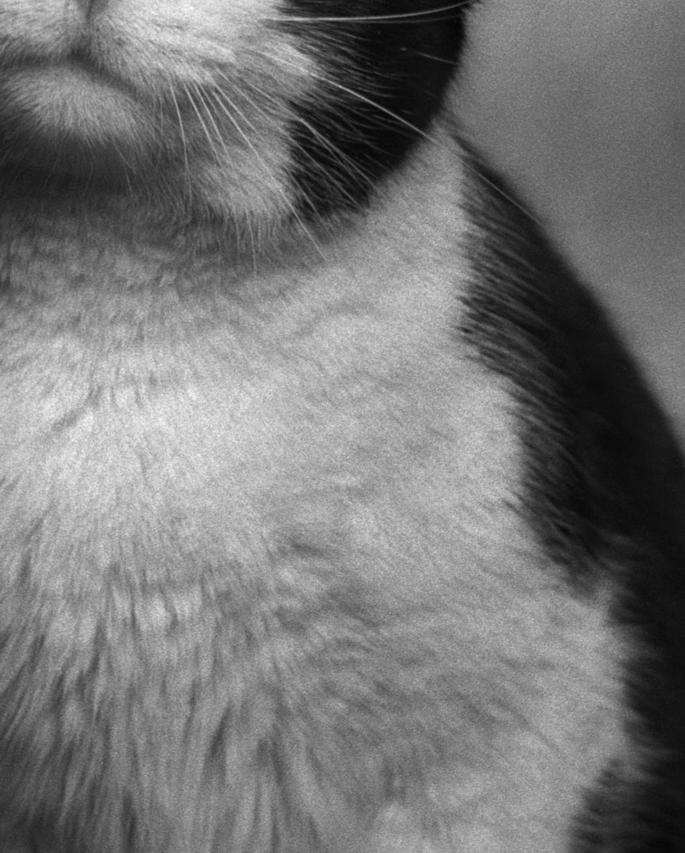 ID n. 8 Il malinconico. Fotografia in edizione limitata - Black and White Photograph Grigio di Dubravka Lazic