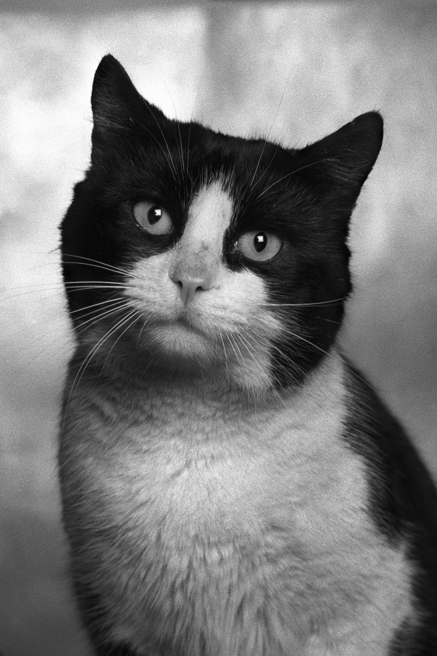 ID No. 8 Le mélancolique. Photographie en édition limitée