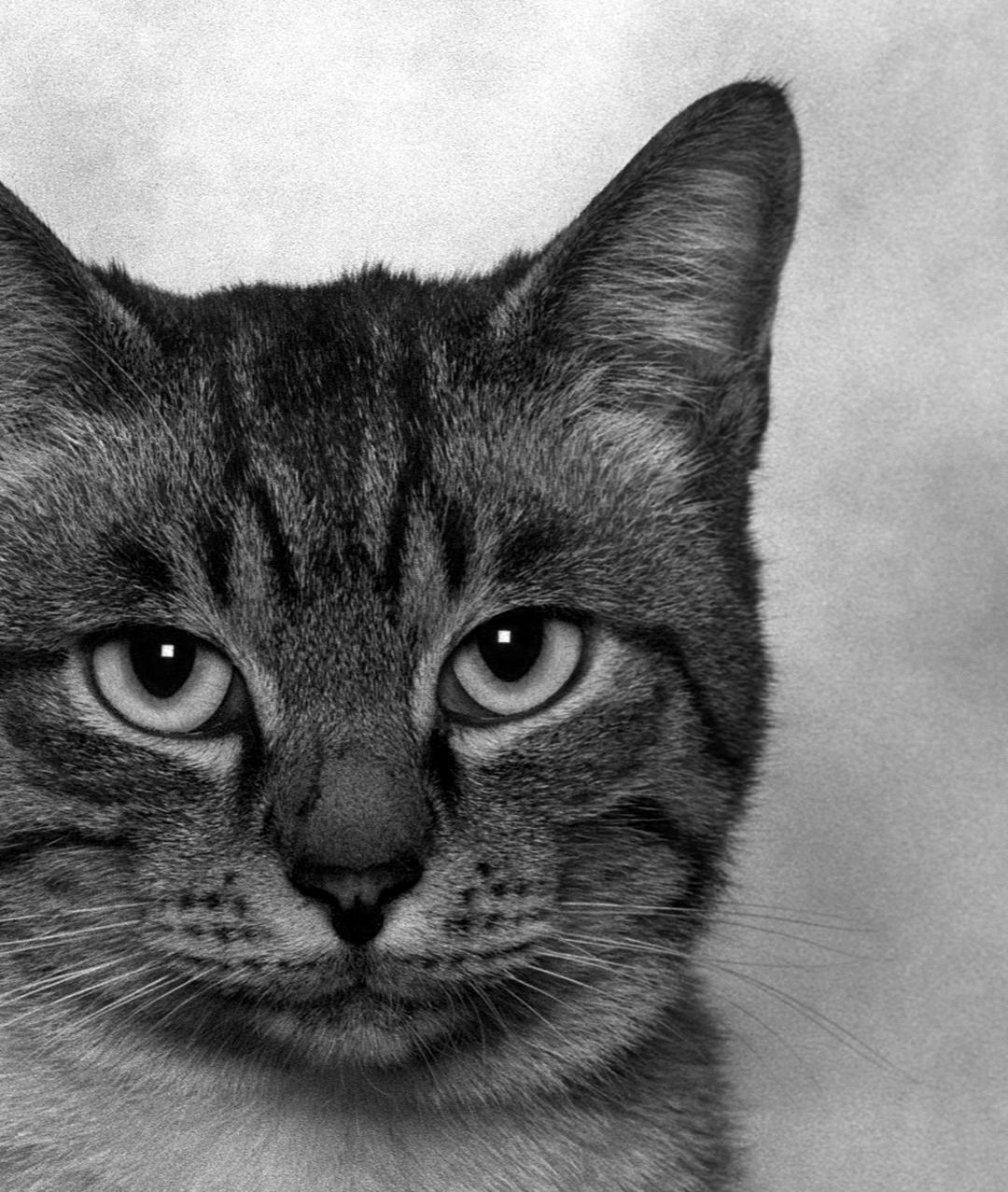 ID Nr. 9 Der Melancholiker. Limitierte Auflage eines Fotos (Abstrakt), Photograph, von Dubravka Lazic